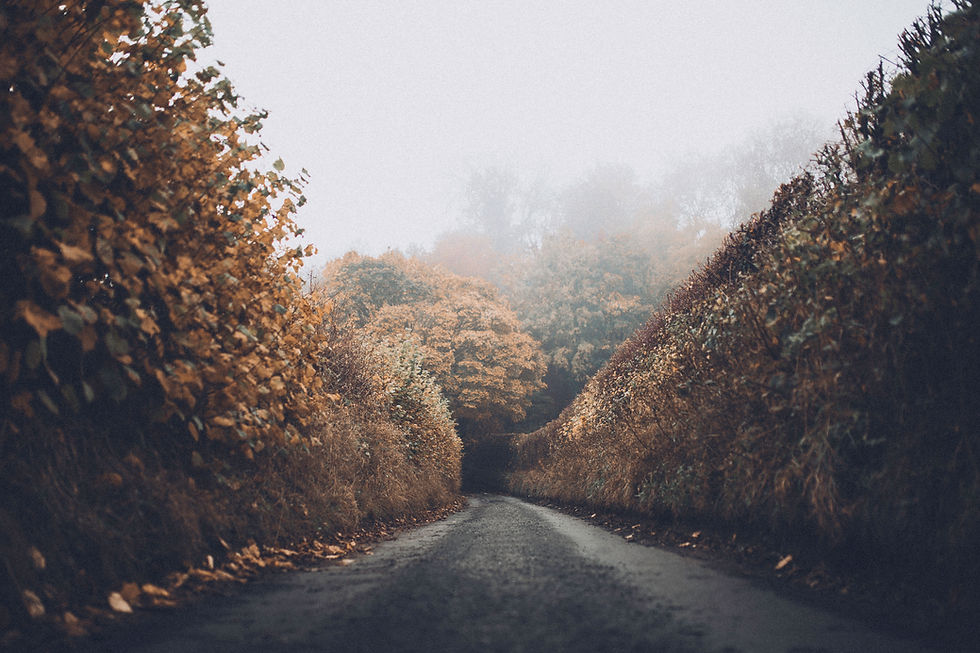 Nebliger Waldweg