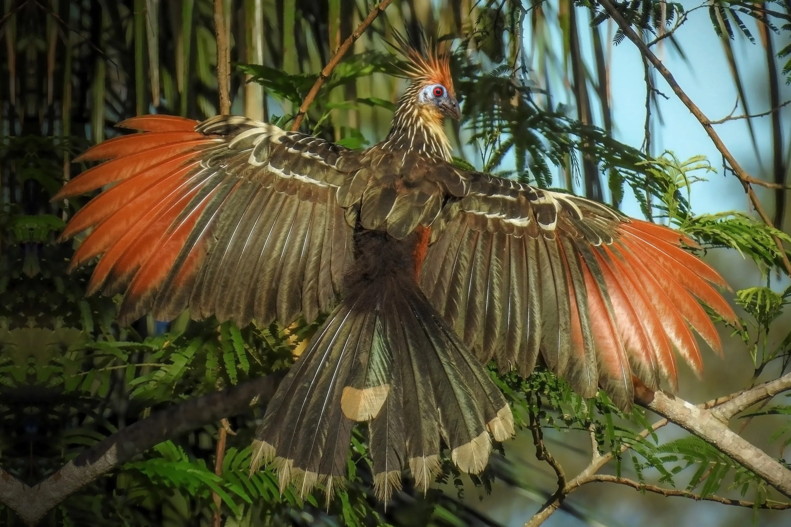 Nature Tours Cano Cristales