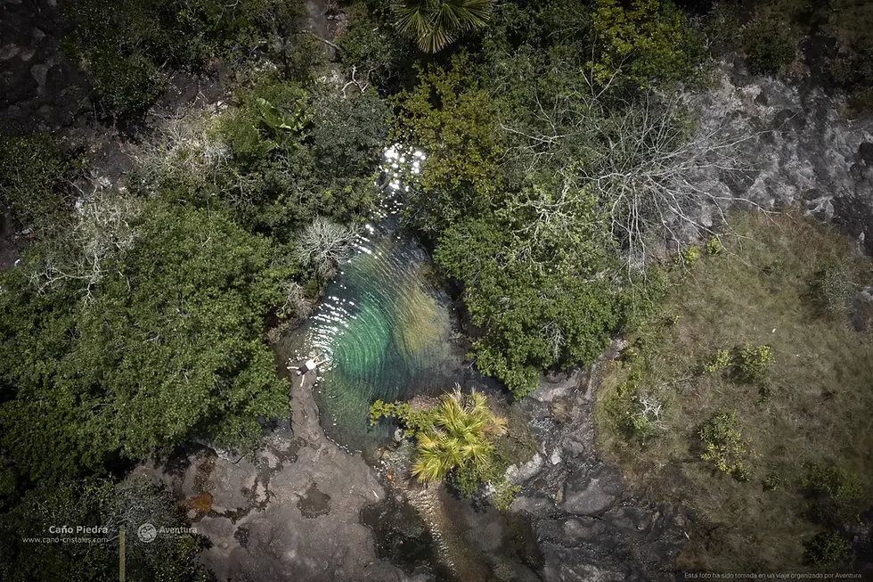 Wide angle view of lush green forest surrounding Cano Cristales river