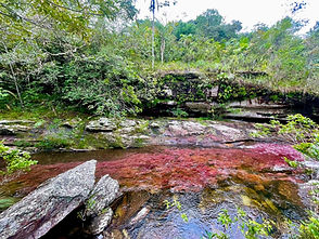 Cano cristales