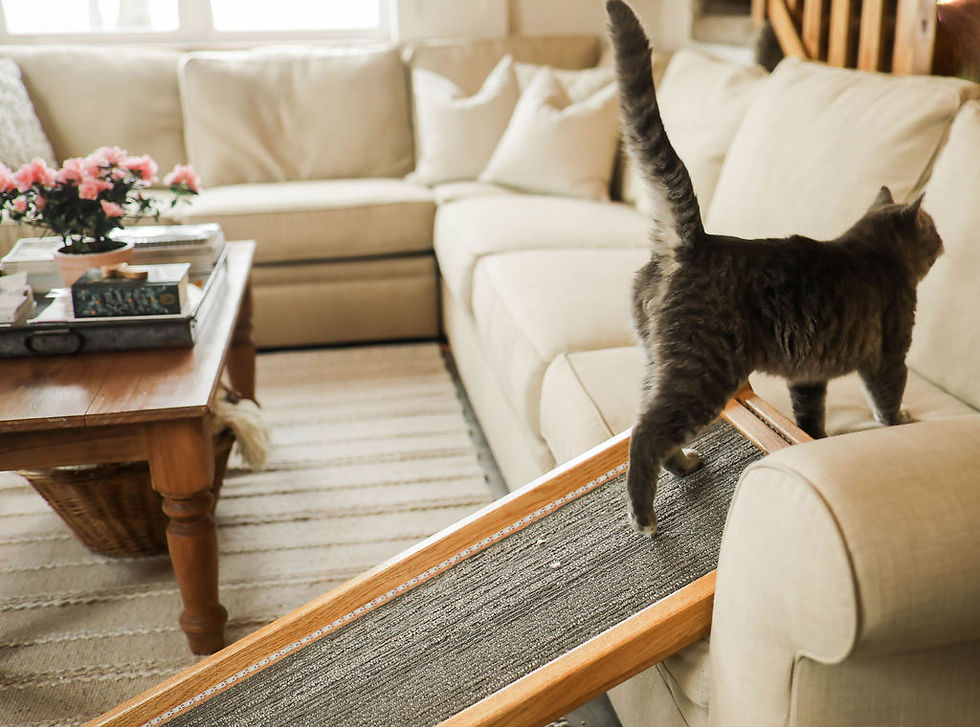 Thumbnail: Pet Ramp