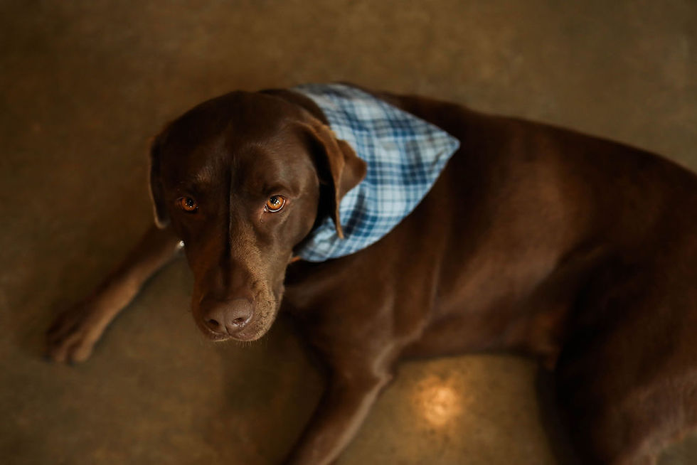 Thumbnail: Pet Bandannas