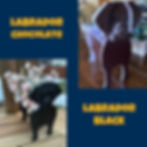 Thumbnail: Doo Doo Planters - Dogs F thru M