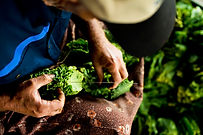 Agriculture