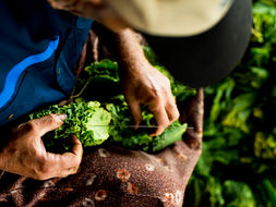 Maconha deveria ser legal, mas é só um hábito besta