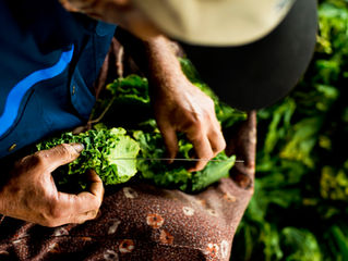 The Importance of Tracking and Tracing Tobacco Leaf