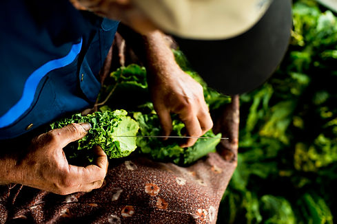 Tobacco Farmer