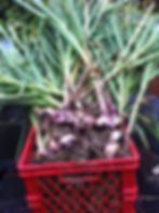Garlic
