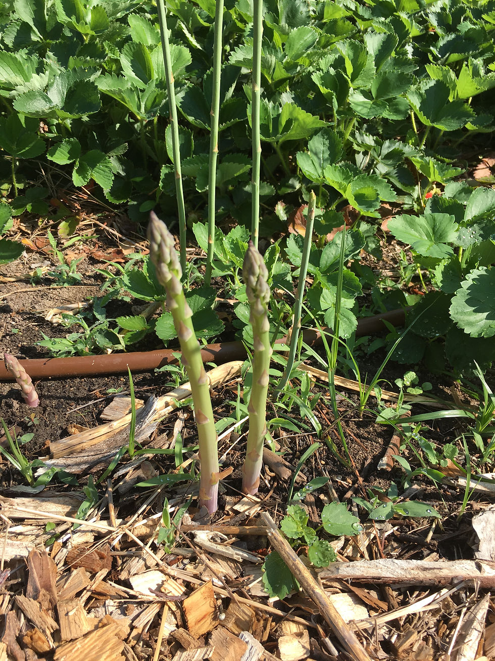 Asparagus