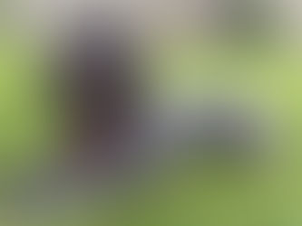 O cachorro precisa de um espaço amplo para viver melhor?