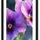 Thumbnail: LAVENDAR IRIS