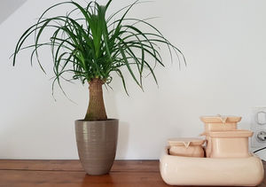 La Fontaine à Eau Miaoustore