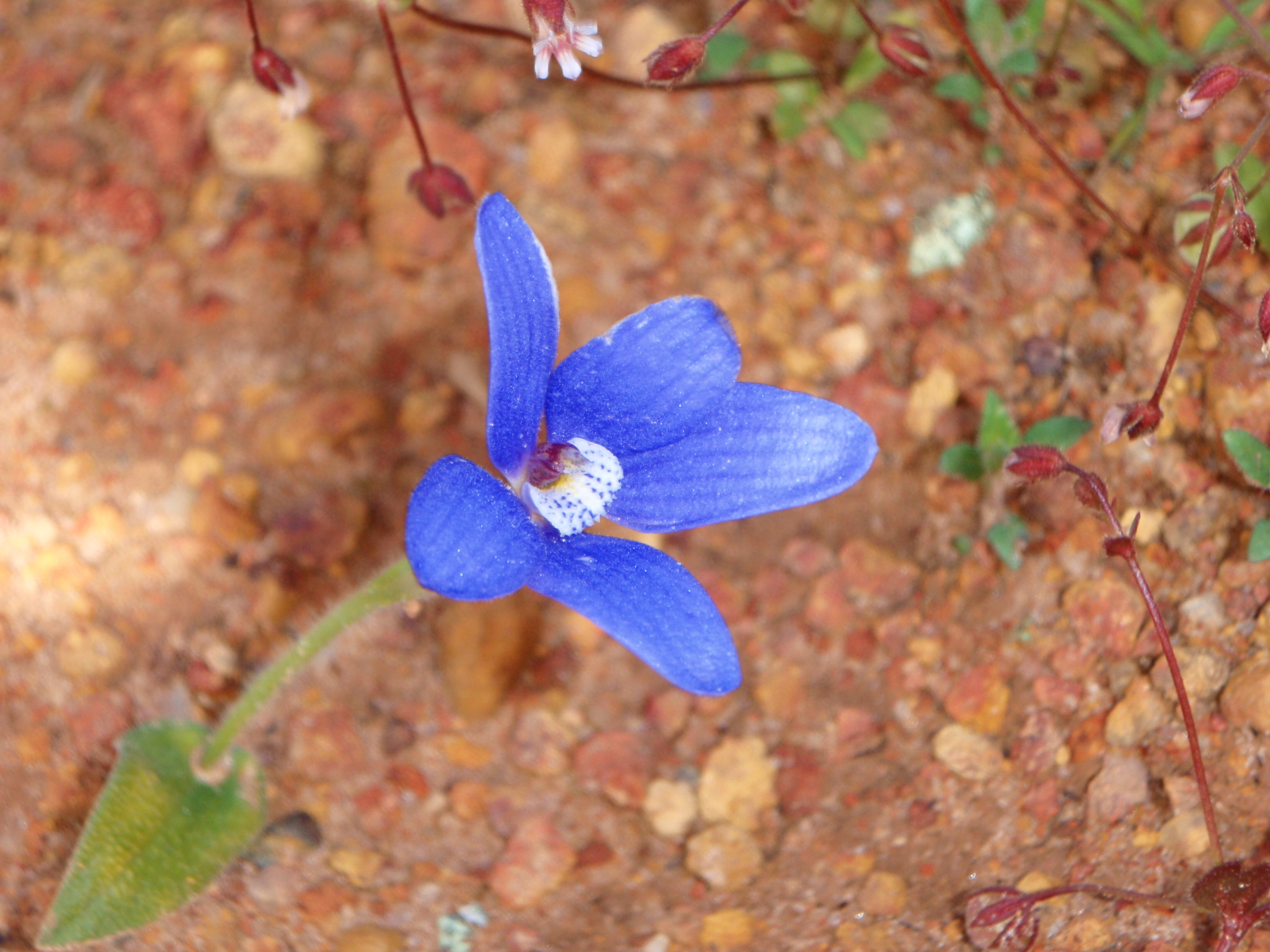 Blue China Orchid
