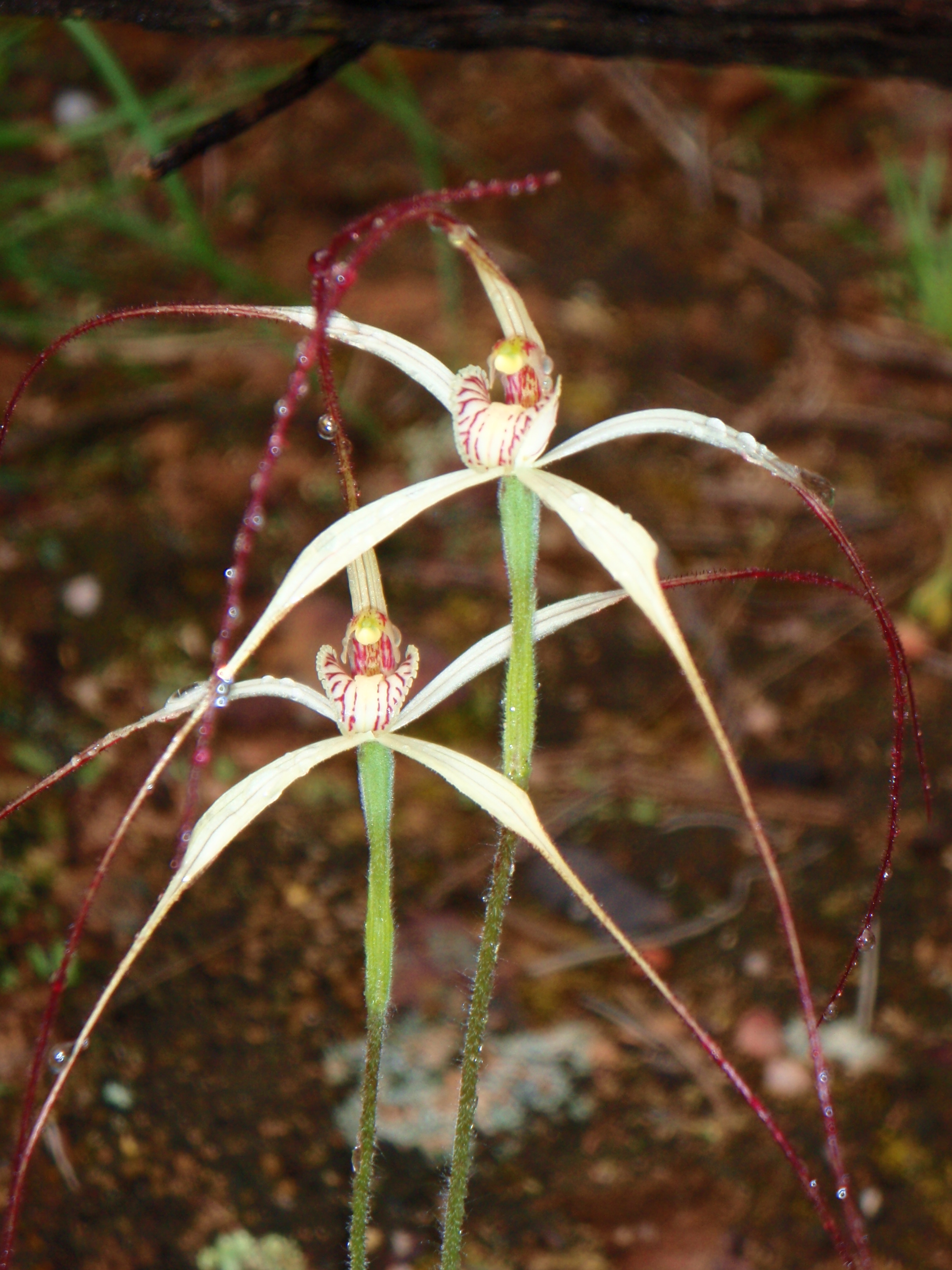 SPIDER ORCHID