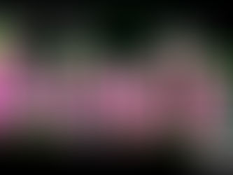 Animalia: Virtual Library Literary Trivia