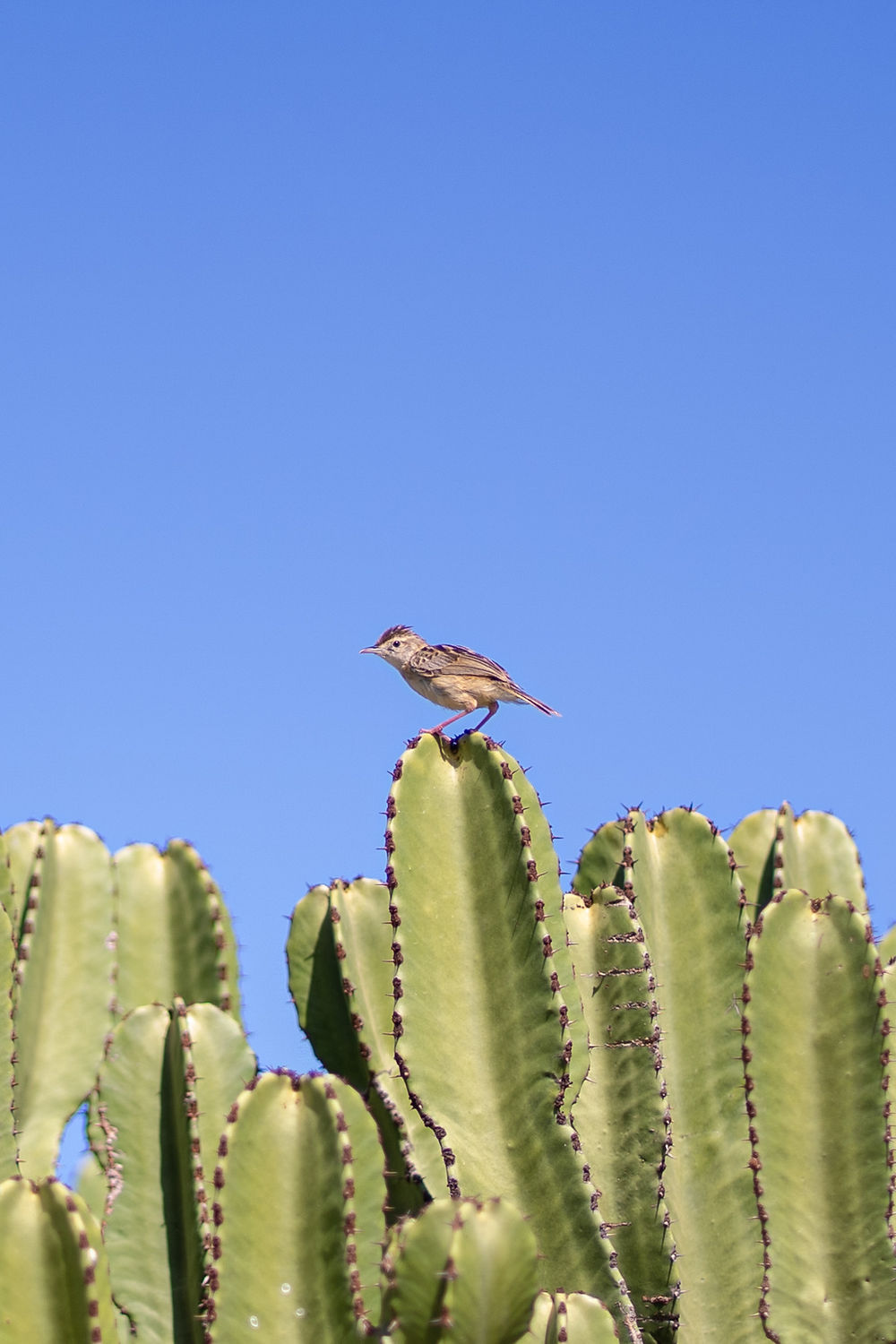 Uccellino su cactus nel giardino della casa a Favignanaa