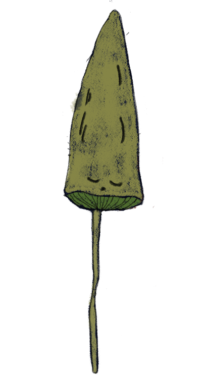 champi-gif.gif