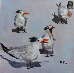 Squawk