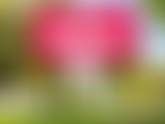 Fietsmaatjes Breda ontvangt bijdrage uit het Bredaas Leefstijlakkoord