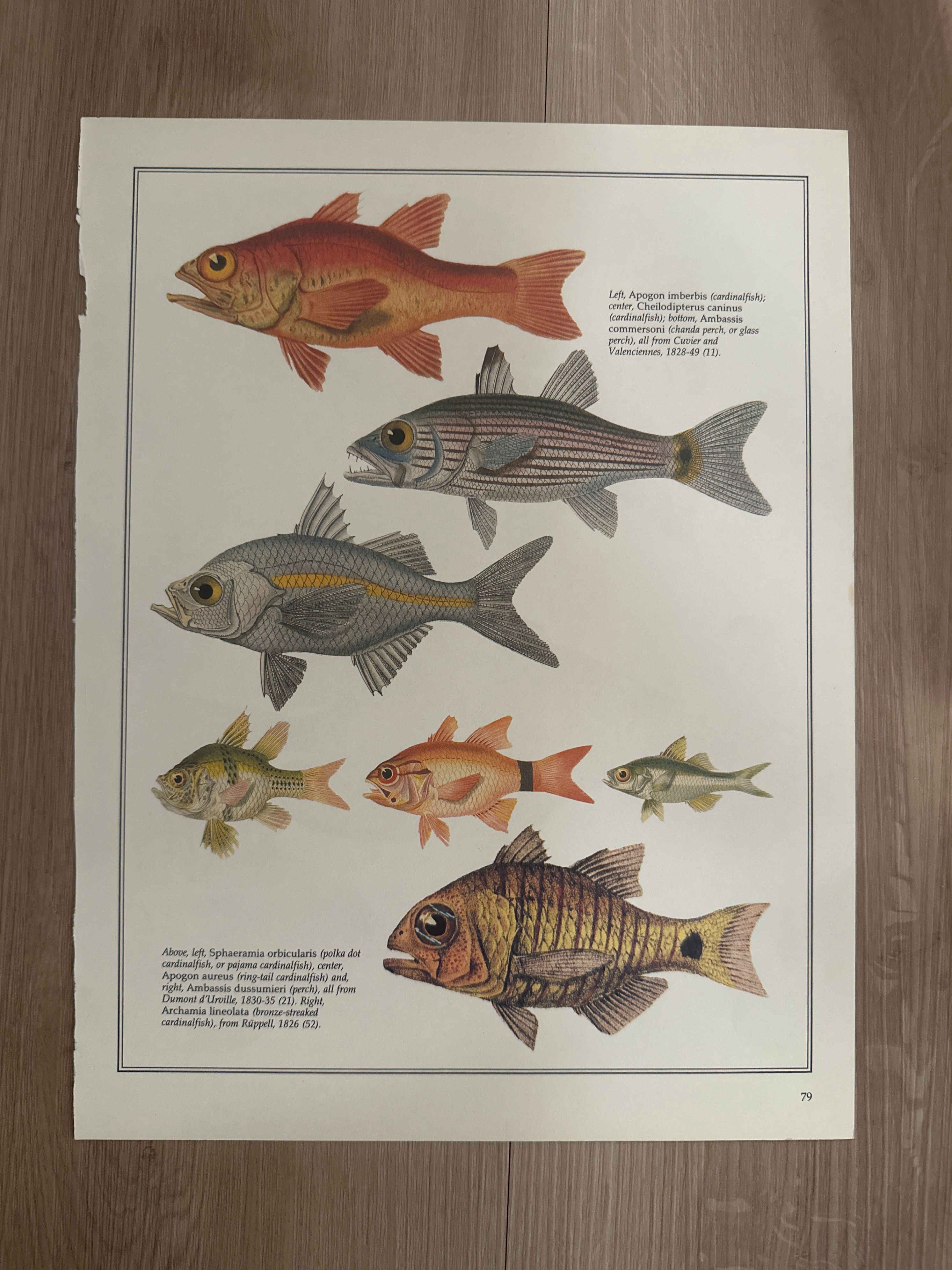 Vintage Scientific Fish Illustration Print #4