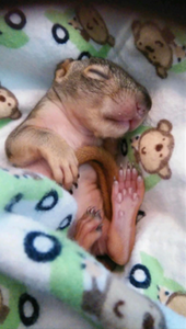 Squirrel