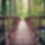 Nice forest bridge, blurred background.jpg