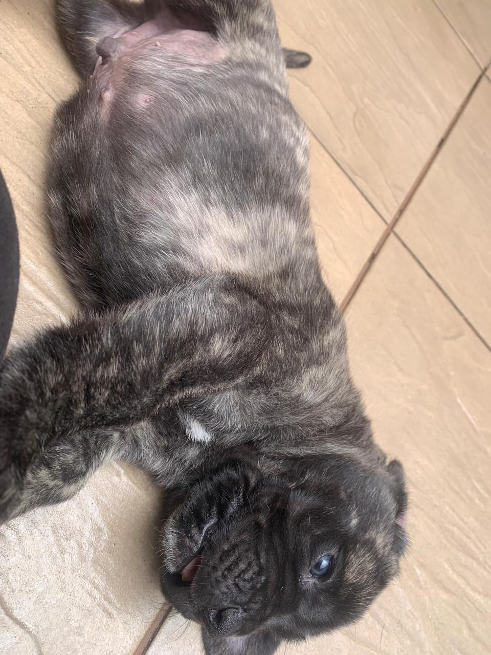 Miniatura: Filhote Mastiff Macho