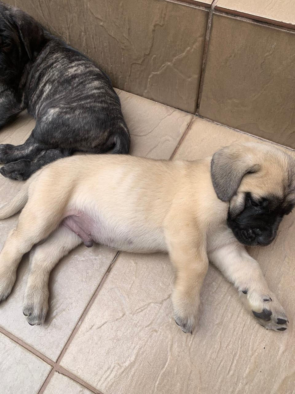 Miniatura: Filhote Mastiff Macho