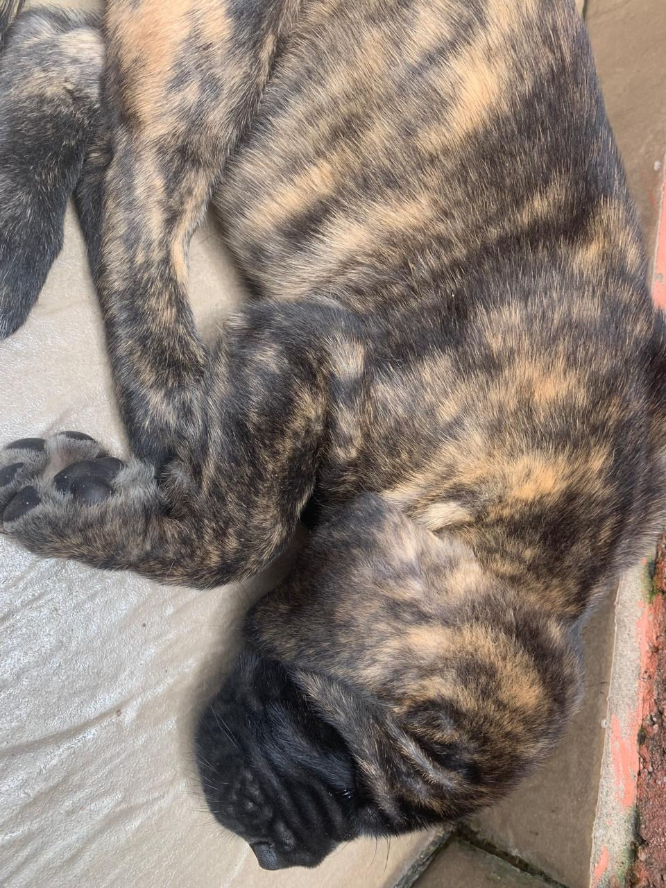 Miniatura: Filhote Mastiff Macho