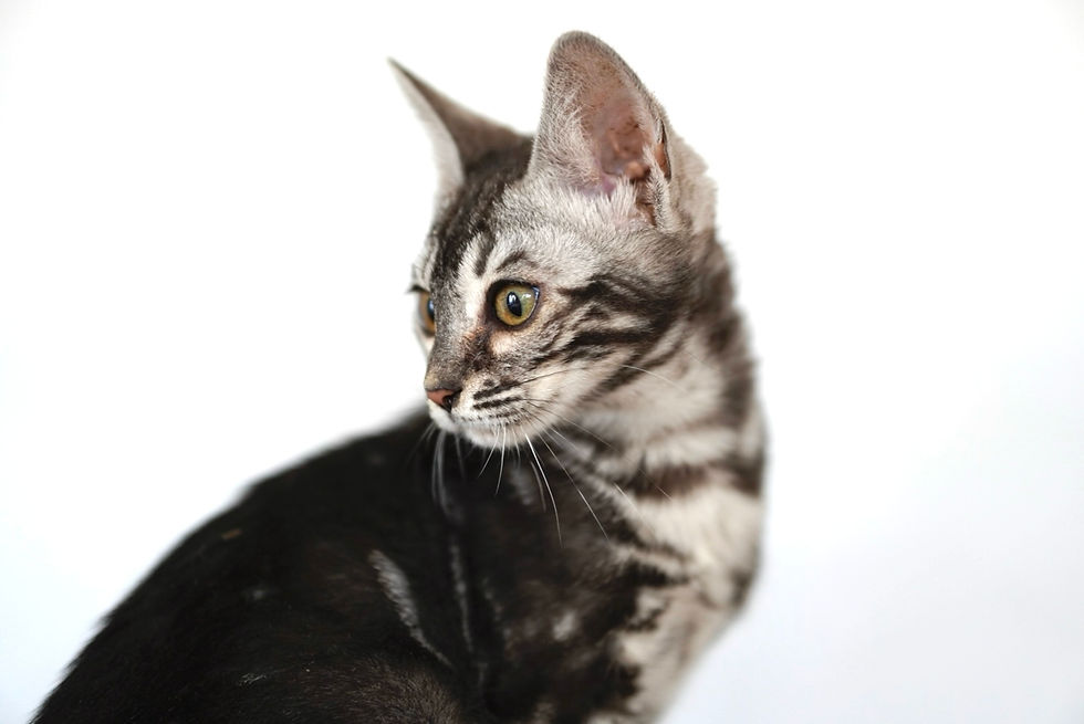 Silver Marble Female - Cookies & Cream