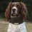 Thumbnail: brown Cocker spaniel dog with fleece snood