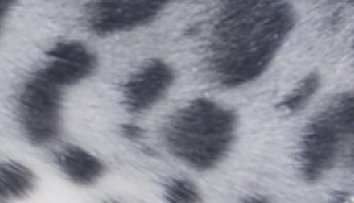 Blue spotted bengal