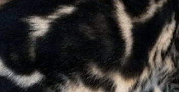 Marble bengal