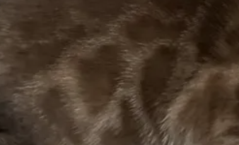 Solid lynx bengal