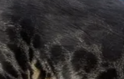 Silver charcoal bengal