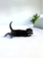 Brown Charcoal Marble Male - Green Collar