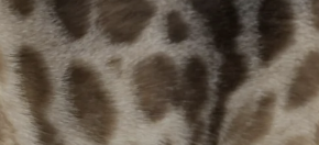 Snow charcoal bengal