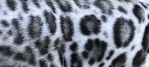 Silver rosetted bengal