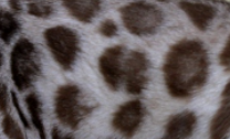 Seal sepia spotted bengal