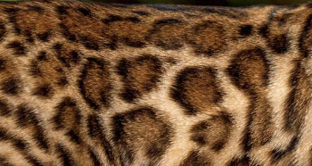 Brown spotted bengal