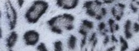 Silver spotted bengal 