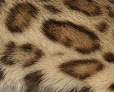 Donut rosette bengal