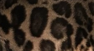 Brown spotted bengal