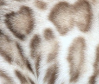 Seal mink spotted bengal