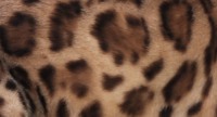 Paw print rosette bengal