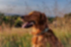 Thumbnail: Labrador dog in field with tongue out green collar