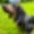 Thumbnail: Daschund dog with green collar on grass