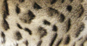 Arrow head rosette bengal