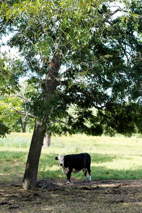 cattle in southeast central texas