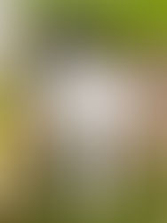 VERMITTELT: BERNIE - ca. 10/2020 - freundlicher und unkomplizierter Glückspilz